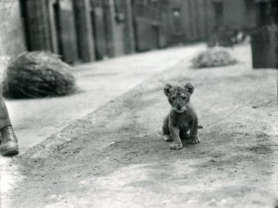 Löwenjunges im Londoner Zoo, 1912 von Frederick William Bond